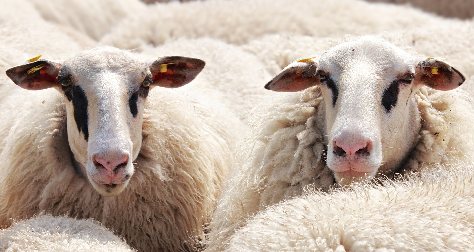Wool Carpets Sheep